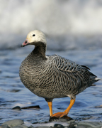 SWANS AND GEESE